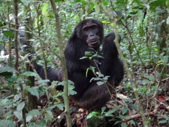 Es ist einfach überwältigend. Wir haben nicht erwartet, das wir sie aus so geringer Distanz beobachten können.