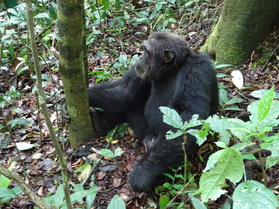 Er ist keine 2m von uns entfernt. Ein ausgewachsener Schimpanse kann 50-60kg wiegen. Sie werden bis zu 50Jahre alt.