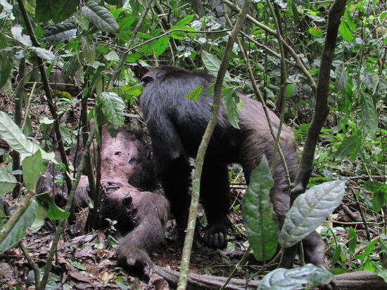 Dann sehen wir den wahren Grund der Aufregung. Das Familienoberhaupt der Gruppe wurde von einer anderen Gruppe getötet. Jetzt gehen die Mitglieder zu ihm, berühren ihn, als wollten sie prüfen ob er wirklich tot ist.