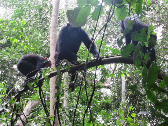 Andere toben weiter im Geäst umher.