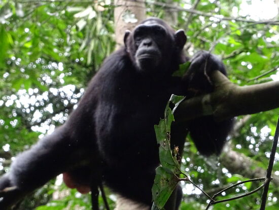 Oder beobachten ihrerseits das Schauspiel.