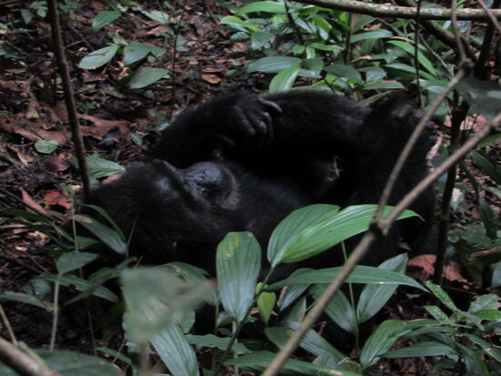 Er macht ein Nickerchen.