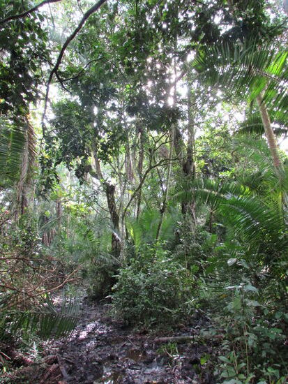 Dann hören wir die aufgeregten Schreie der Schimpansen. Die Guides vermuten, das sie wegen der Elefanten in Aufregung sind. Wir folgen den Rufen.