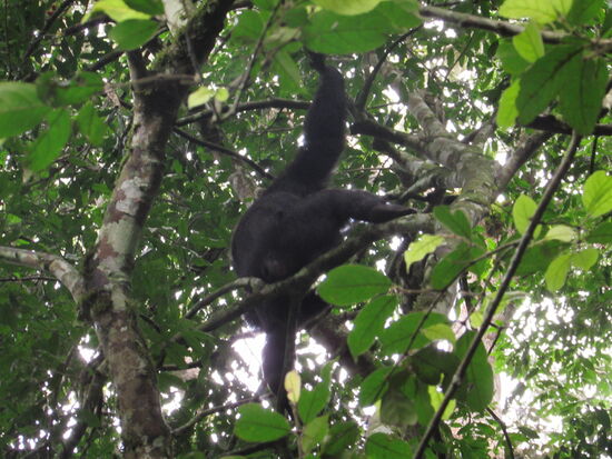 Schließlich sehen wir die ersten Schimpansen hoch oben in den Bäumen. Wir haben sie relativ schnell gefunden, denn wir siind gerade eine Stunde unterwegs.