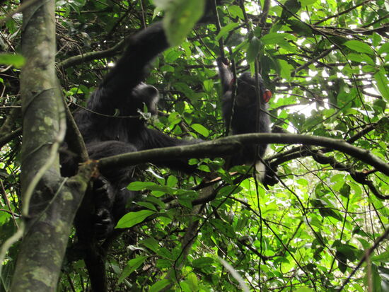 Ein Weibchen bekommt in ihrem Leben bis zu fünf Junge.