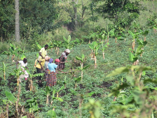 Auf den Feldern wird fleißig gearbeitet - fast alles Handarbeit.