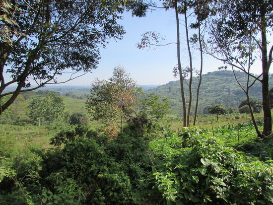 Die Natur ist üppig grün und alles ist irgendwie ganz friedlich. Dadurch das es hier kaum Straßenverkehr gibt, keine elektrischen Geräte oder Traktoren, eben nichts was die Stille der Natur stören könnte.
