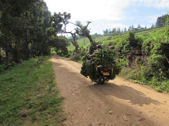 Ein voll beladener Bananen Transporter.