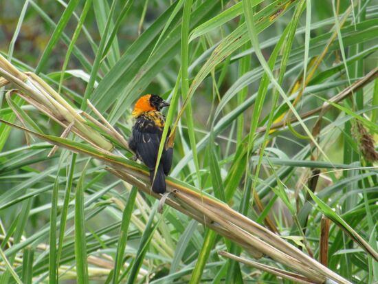 Ich habe keine Ahnung wie dieser Vogel heißt, aber er sieht hübsch aus 