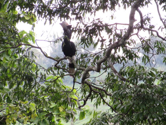 Wieder an unserer Lodge angekommen, kann ich den Grauwangenhornvogel ablichten. Er ist 60-70cm groß und wiegt über einen Kilo.