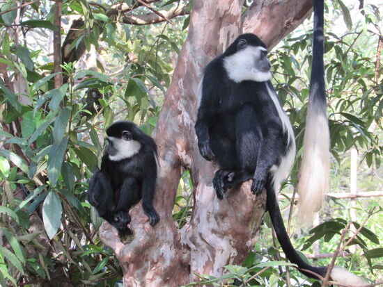 Eine Gruppe weißer Colobus