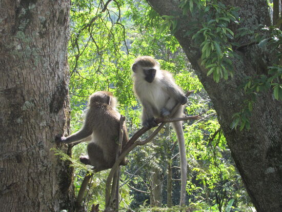 Zwei kleine Meerkatzen