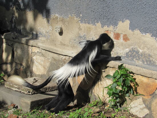Die Affen knabbern den Putz von den Wänden.