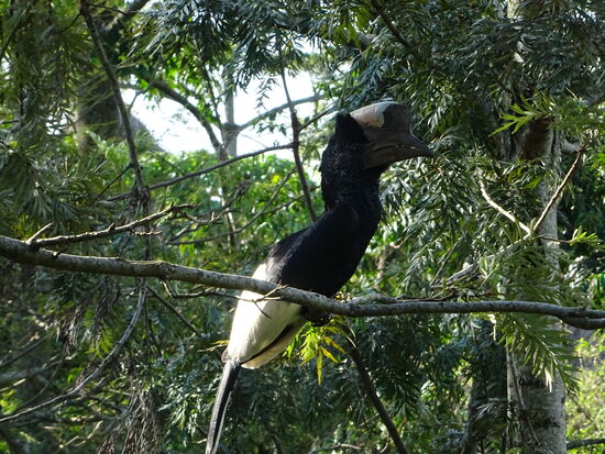 Ein Grauwangennashornvogel