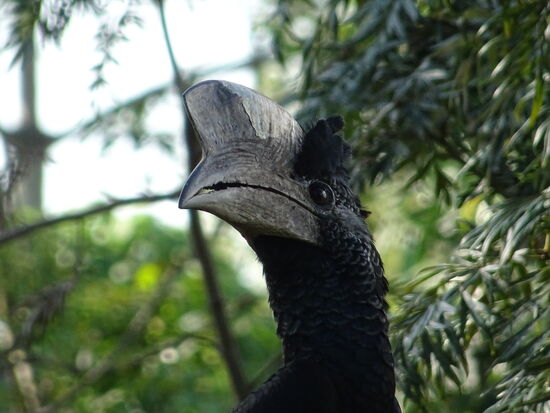 Was für ein mächtiger Schnabel