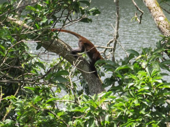 Schließlich turnen die Rotschwanzmeerkatzen durch die Bäume. Somit haben wir nun auch die vierte Affenart die rund um den Nkuruba Lake leben gesehen.