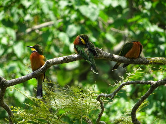 Sehr aktiv sind die Bienenfresser.