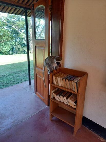 Die Meerkatzen sind dreist. Sie kommen bis in den Essraum und stehlen alles essbare was man nicht verteidigt.