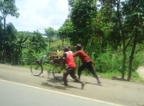 Besonders erstaunlich ist,  was hier alles auf Fahrräder transportiert wird.  Bergauf wird geschoben und bergab erreichen sie locker 60km/h. Dabei halten sie einen Fuß zum bremsen am Boden und die Klingel ist im Dauerbetrieb.