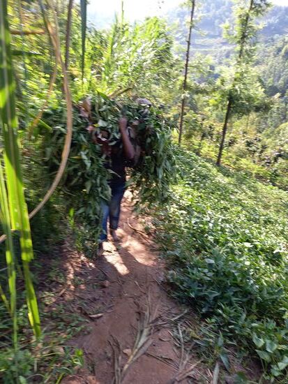 Immer wieder kommen uns Einheimische entgegen,  die ihre Ernte nach Hause tragen.