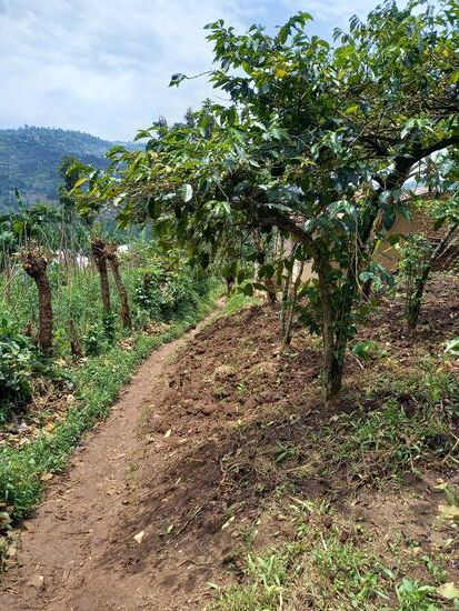 Wir durchqueren Kaffeeplantagen und überall wird Gemüse angebaut.