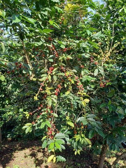 Plantagen mit großen Kaffee Sträuchern