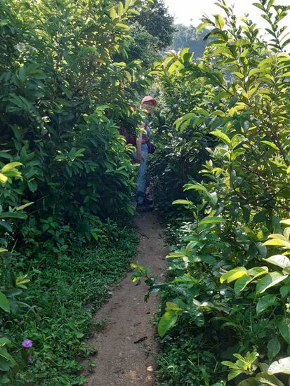 Der Pfad ist ganz schön dicht bewachsen.