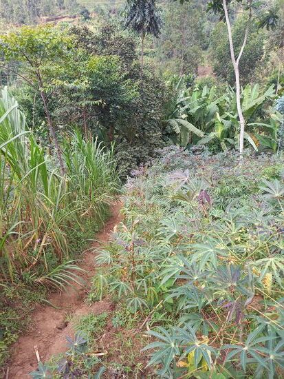 Der schmale Trampelpfad führt an mehrere Manjok und Bohnen Felder vorbei.