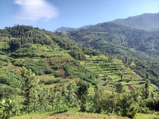 Die Hügel Ruanda's werden intensiv für Landwirtschaft genutzt.