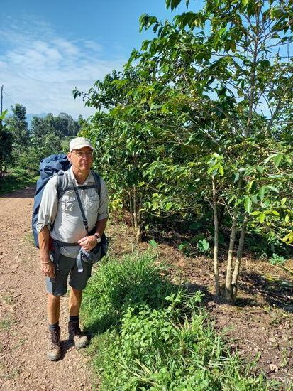 Zunächst geht es entspannt an riesigen Kaffeesträuchern vorbei.