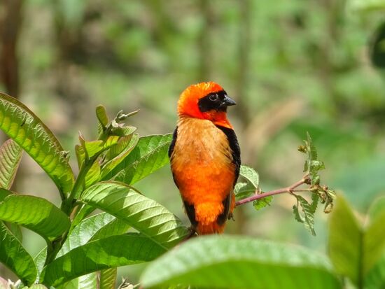 Es gibt hier viele wunderschöne Vögel,  aber nur selten können wir sie so gut im Bild festhalten.