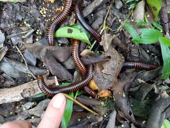 Am Boden sehen wir viele afrikanische Riesentausenfüssler.