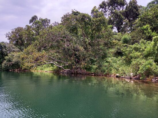 Auf diesen Inseln können wir erahnen wie es einst in Ruanda aussah ehe die natürliche Vegetation der Landwirtschaft weichen musste.