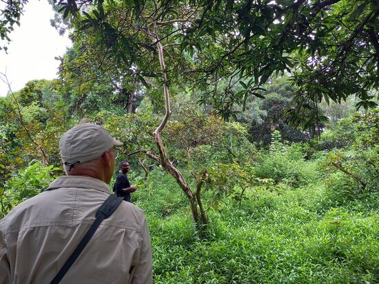 Wir gehen auf die Affeninsel und entdecken tatsächlich zwei Meerkatzen in dem ewigen Grün. Insgesamt leben hier 14 Affen. Es hat ein bisschen was von Dschungel.