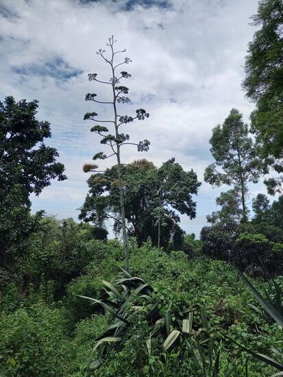 Hier wachsen riesige Agaven.