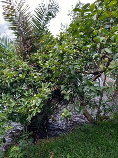 An diesem Strauch wächst die Guave.