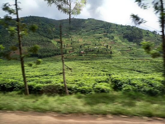 Riesige Teefelder begleiten unsere Fahrt.