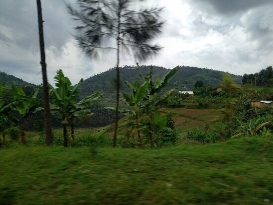 Das Land der tausend Hügel ist satt grün.