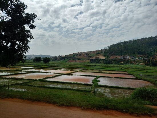 Wir kommen an Reisfelder vorbei.