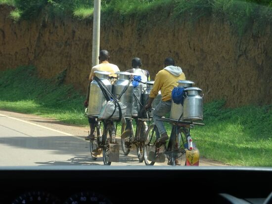 Milchkannentransport