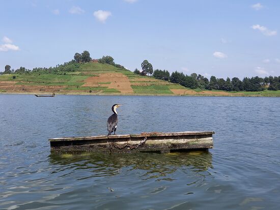 Ein Kormoran