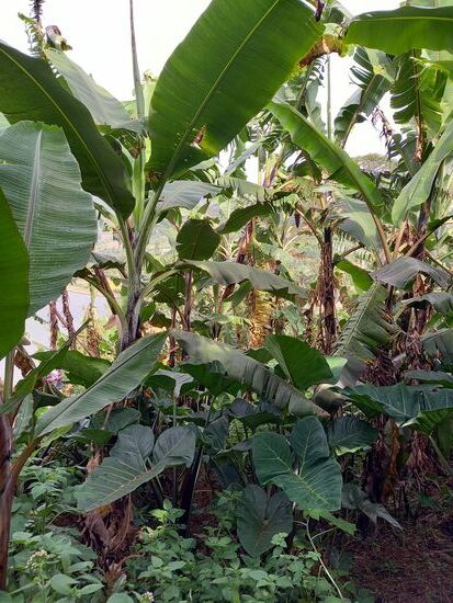 Unter den Bananen Stauden wachsen Yam deren Knollen als Beilage gegessen. Es ist eine Art Kartoffel.