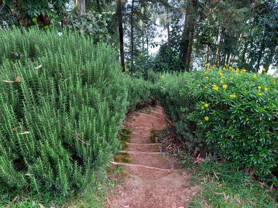 Eine Rosmarin Hecke säumt den Weg.