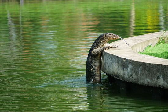 Die Warane sind geschickte Kletterer