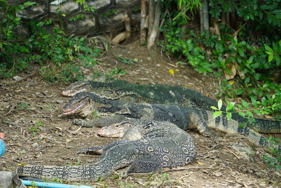 Egal wohin man geht Warane in größeren Mengen