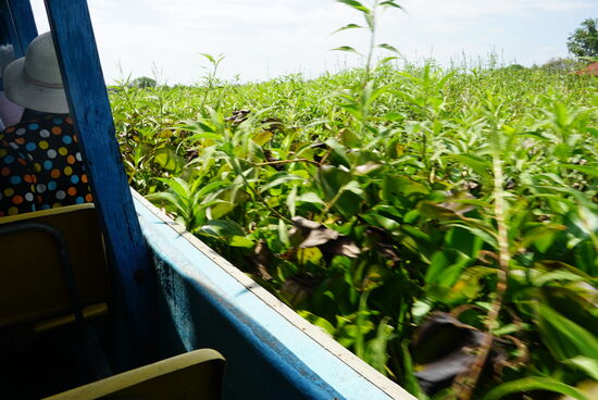 Manchmal ist die Fahrrinne so schmal dass man vom Schiff aus Wasserhyazinthen pflücken kann und das Schiff auch einmal rückwärts fahren muss um die Schiffsschraube vom Grünzeug zu befreien