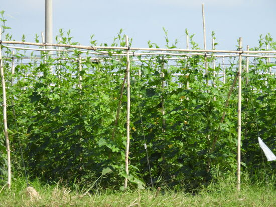 Wenn man näher an Battambang kommt gibt es immer mehr festen Grund für Äcker