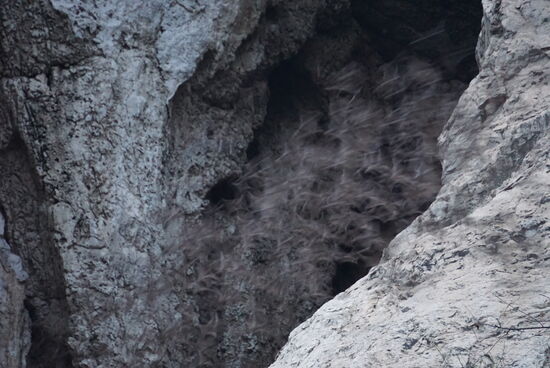 Ein einziges Gewurle am Höhlenausgang, das ist nicht scharf zu bekommen