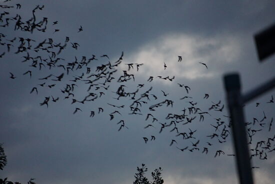 Gegen den Himmel heben sie sich gut ab