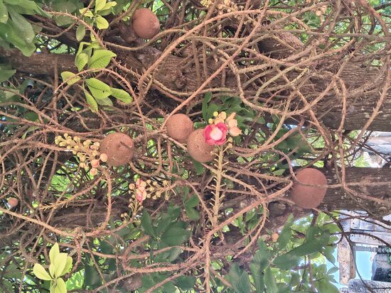 Kanonenkugelbaum, die Kugeln sind so hart und groß wie kokosnüsse und der Baum hat sehr schöne große Blüten
